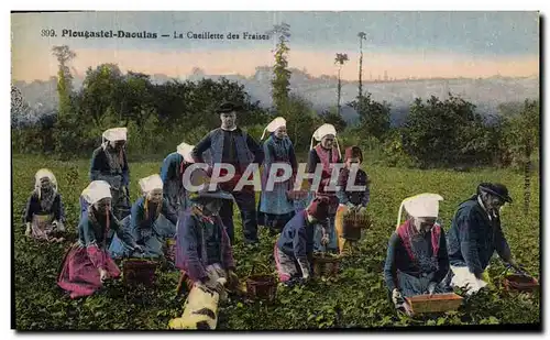 Cartes postales Folklore Plougastel Daoulas La cueillette des fraises