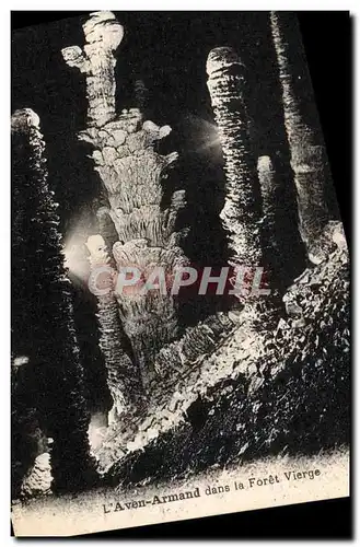 Cartes postales Grotte Grottes L&#39Aven Armand dans la foret vierge