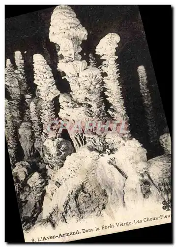 Cartes postales Grotte Grottes L&#39Aven Armand Dans la foret vierge Les choux fleurs