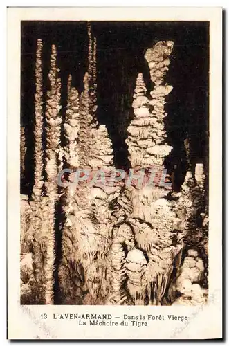 Cartes postales Grotte Grottes L&#39Aven Armand Dans la foret vierge La machoire du tigre