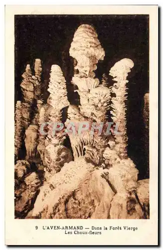 Cartes postales Grotte Grottes L&#39Aven Armand Dans la foret vierge Les choux fleurs