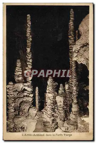 Cartes postales Grottes L&#39Aven Armand dans la Foret Vierge
