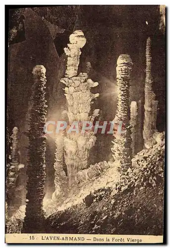 Cartes postales Grottes L&#39Aven Armand Dans la foret vierge