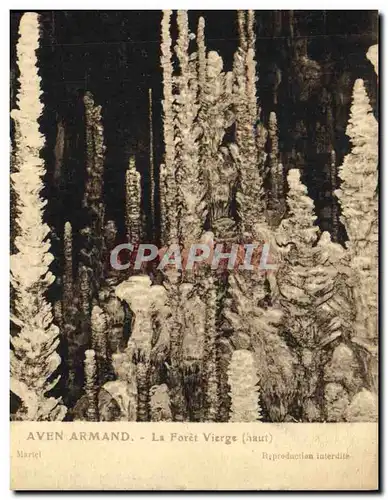 Cartes postales Grottes Aven Armand La foret vierge