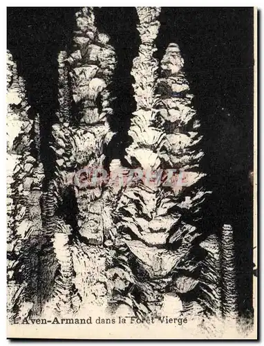Cartes postales Grotte Grottes L'Aven Armand dans la foret vierge