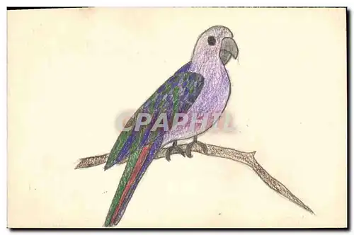 Cartes postales Fantaisie (dessin a la main) Perruche Perroquet Oiseau