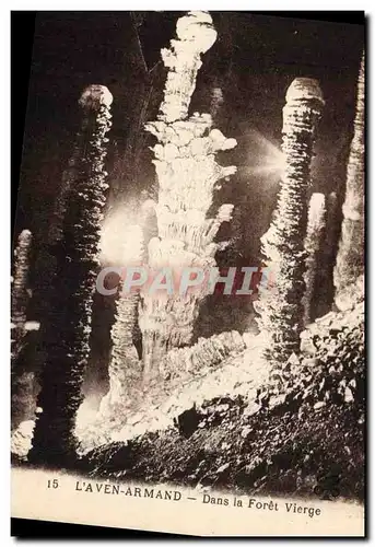 Cartes postales Grotte Grottes L'Aven Armand Dans la foret vierge