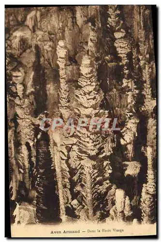 Cartes postales Grotte Grottes L'Aven Armand Dans la foret vierge