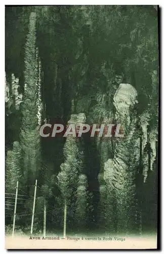 Cartes postales Grotte Grottes Aven Armand Passage a travers la foret vierge