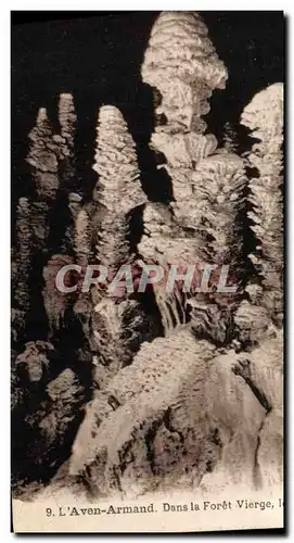 Cartes postales Grotte Grottes Aven Armand Dans la foret vierge Les Choux Fleurs