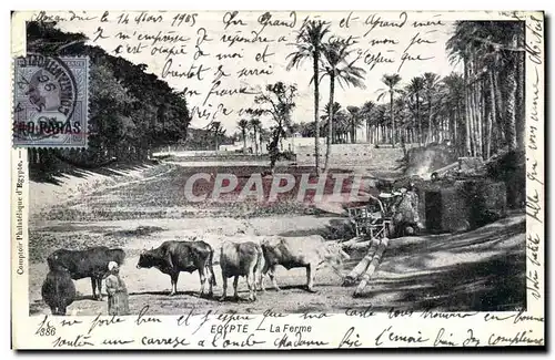 Cartes postales Egypt Egypte La ferme Vaches