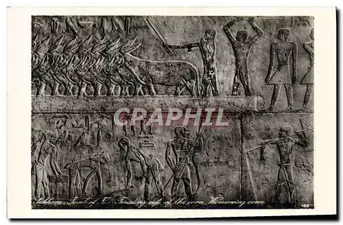 Cartes postales Egypt Egypte Sakkara Tomb