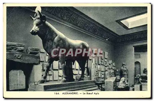 Ansichtskarte AK Egypt Egypte Alexandrie Le boeuf Apis