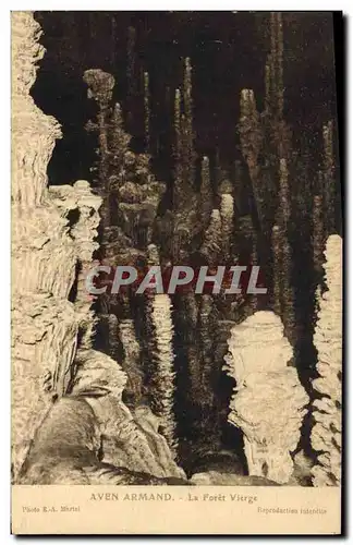 Cartes postales Grotte Grottes Aven Armand La foret vierge