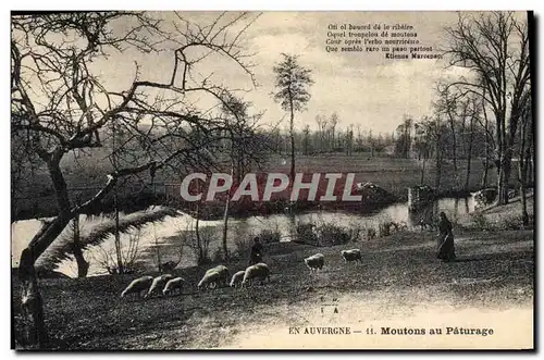 Cartes postales Folklore Auvergne Moutons au paturage
