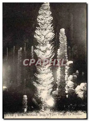 Ansichtskarte AK Grotte Grottes L'Aven Armand Dans la foret vierge Le palmier