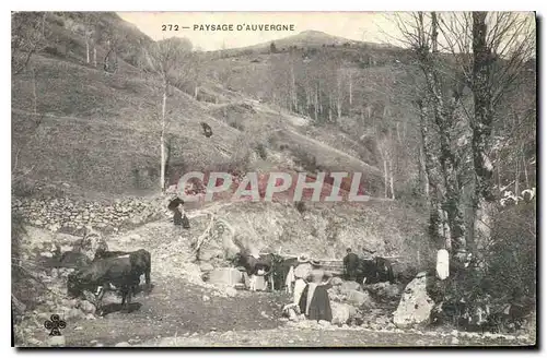 Cartes postales Folklore Paysage d'Auvergne Vaches