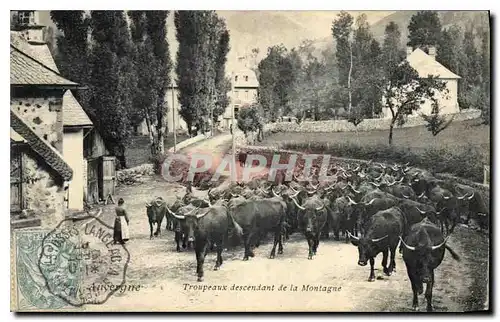 Ansichtskarte AK Folklore Auvergne Troupeaux descendant de la Montagne