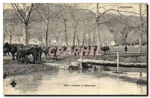 Cartes postales Folklore l'Auvergne vaches a l'abreuvoir