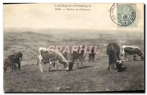 Cartes postales Folklore L'AUVERGNE PITTORESQUE- Vaches au P�turage