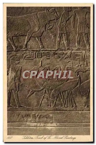 Ansichtskarte AK Egypte Egypt Sakkara