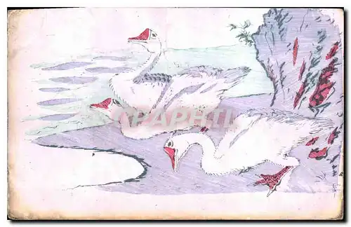 Cartes postales Cygnes