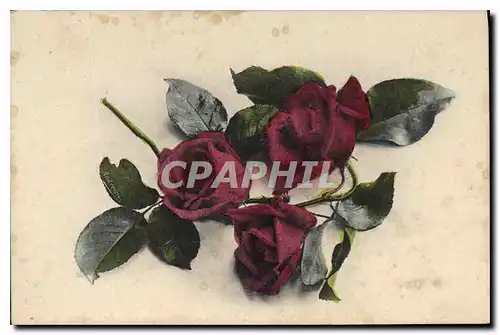 Cartes postales Fantaisie Fleurs