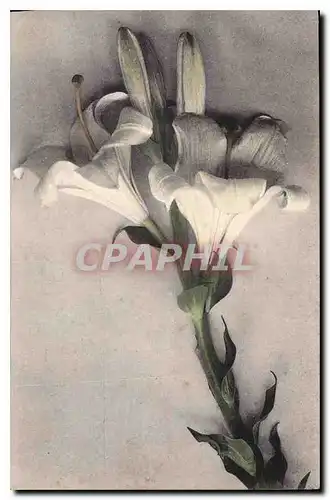 Cartes postales Fantaisie Fleurs