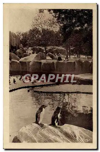 Ansichtskarte AK Parc Zoologique du Bois de Vincennes Seine Pingouins et Canards