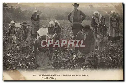 Ansichtskarte AK Plougastel Daoulas Cueillette des Fraises a l'Aube