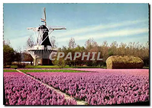 Cartes postales moderne Holland Bloginenland Molenland Moulin a vent