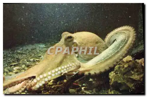 Cartes postales moderne Comite National De L'Enfance Poulpe