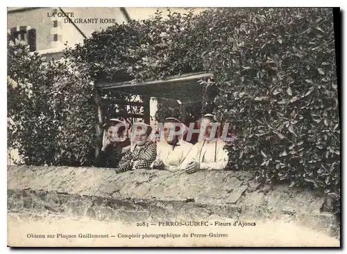 Cartes postales La Cote De Granit Rose Perros Guirec Fleurs d'Ajoncs