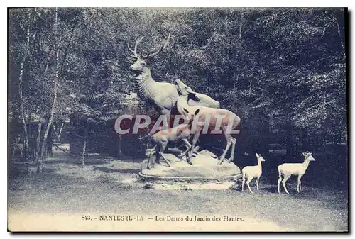 Cartes postales Nantes Les Daims du jardin des Plantes