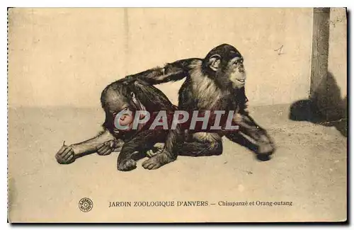 Cartes postales Jardin Zoologique d'Anvers Chimpazee et Orang Outang Singe Singes