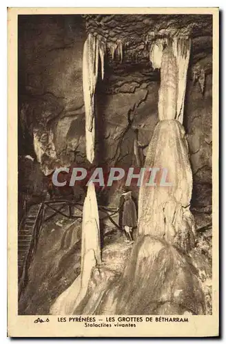 Cartes postales Les Pyrenees Les Grottes de Betharram Stalactite vivantes