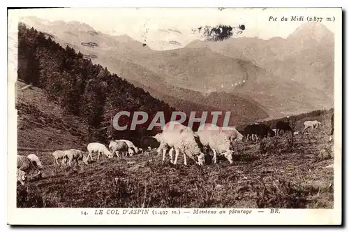 Ansichtskarte AK Pic du Midi Le Col d'Aspin Moutons a paturage