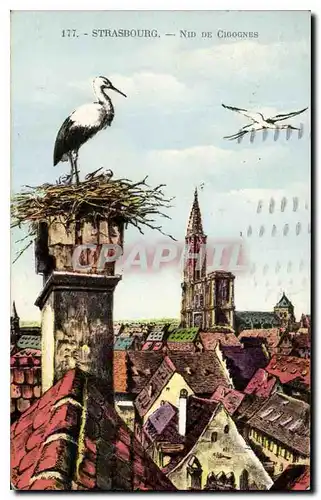 Cartes postales Strasbourg Nid de Cigognes