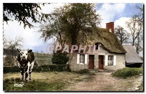 Cartes postales Ma Normandie Chamiere Normande Vache