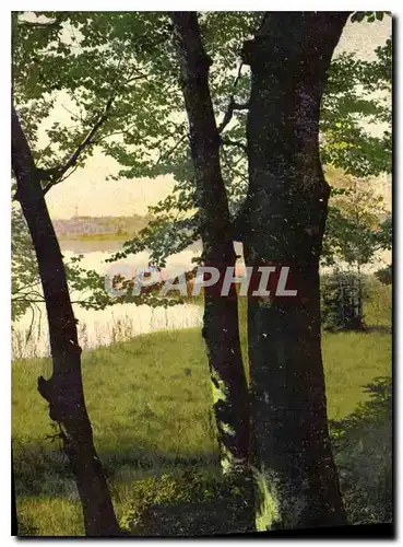 Cartes postales Arbres