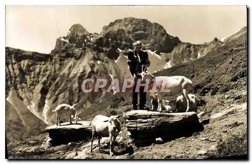 Cartes postales moderne Bei Kandersteg Idyll auf Allmenalp Gross und klein Lohner Chevres Chevre