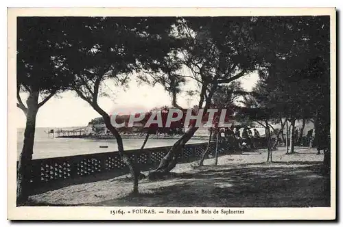 Cartes postales Fouras Etude dans le Bois de Sapinettes