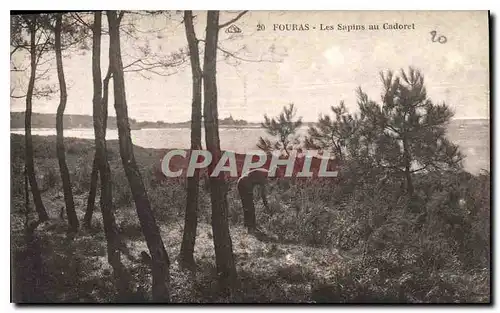 Cartes postales Fouras Les Sapins au Cadoret