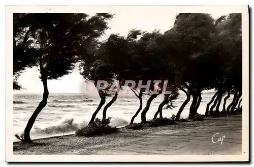 Cartes postales Chatelaillon Tempete sous les Tamaris