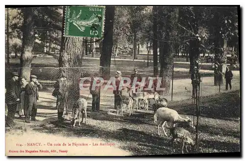 Ansichtskarte AK Nancy Un coin de la Pepiniere Les antilopes Zoo