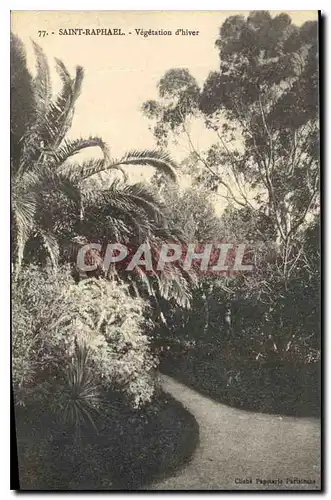 Cartes postales Saint Raphael Vegetation d'hiver