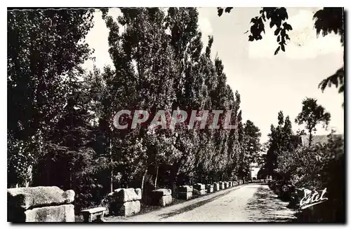 Cartes postales moderne Arles Les Alyscamps Allee des Tombeaux