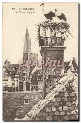 Cartes postales STRASBOURG Un Nid de Cigognes