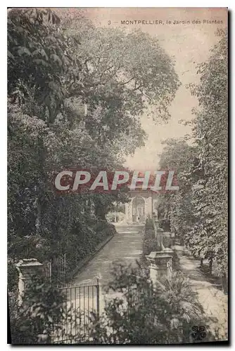 Cartes postales MONTPELLIER le Jardin des Plantes