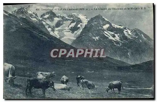 Cartes postales Dauphine Col du l'aufaret Le Glacier de l'Homme et la Meije Vaches